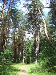 Михайловский лес
